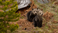 Bears