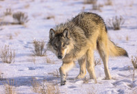 Wild Wolves