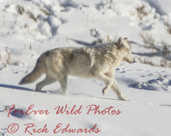 Canyon alpha female leaves the area