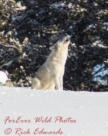 Canyon alpha female calls to her group