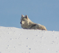 Canyon alpha female