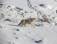 Canyon alpha female leaves the area